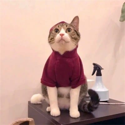 RakaWijaya avatar